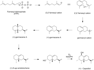 Anabolic and catabolic processes in cellular metabolism