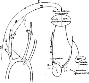 Cardiac Impulse