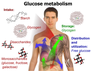 Catabolic and anabolic reaction difference