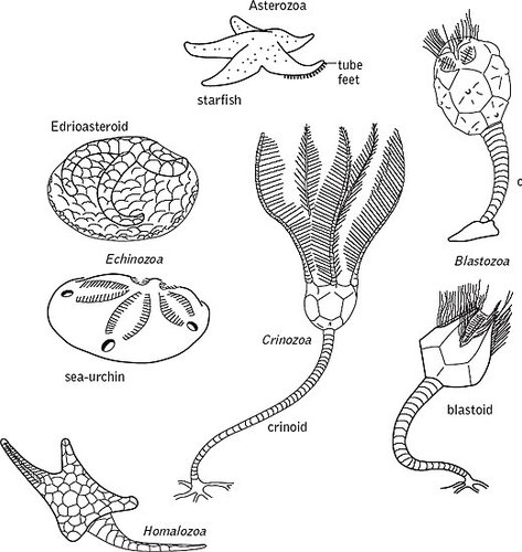 Fossil and living echinoderms