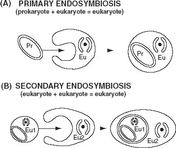 Prokaryotes+and+eukaryotes+similarities