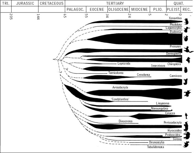 digestion in mammals. the placental mammals in