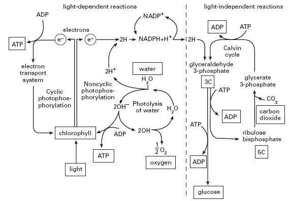 photosynthesis.1.jpg