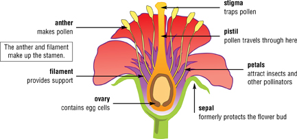 Cells