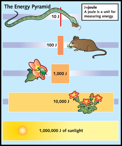 Food Chains and Webs