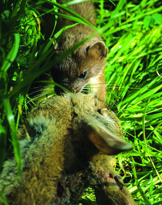 Food Chains and Webs Weasels catch very large prey. They are deadly killers.