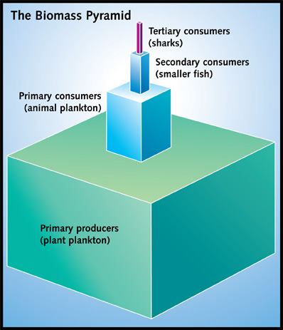 energy pyramid ocean. energy pyramid on page 10.