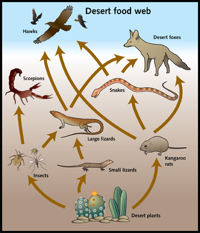 Food Chains and Webs