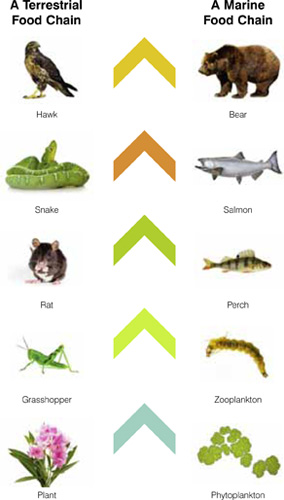 Each link in the food chain depends on another plant or animal for the 
