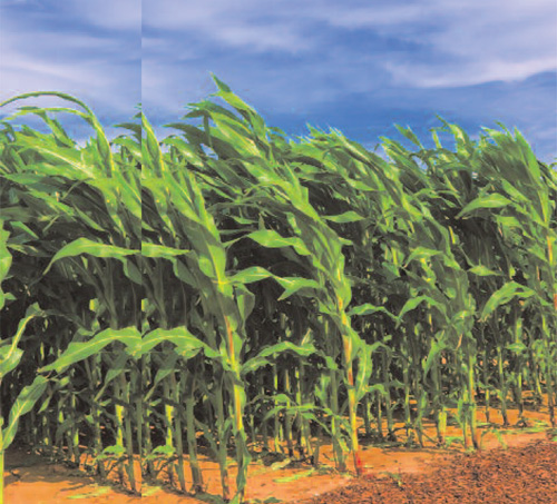 Biofuels
