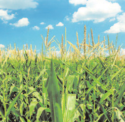 Biofuels