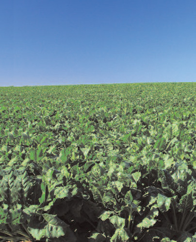 Biofuels