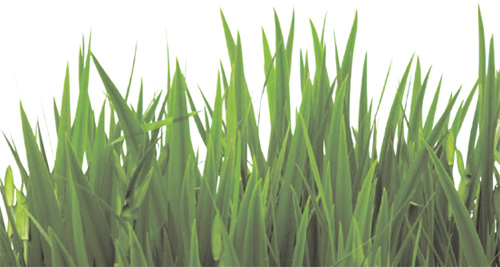 Biofuels