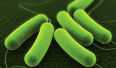 Cells