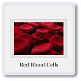 Cells