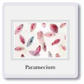 Cells