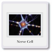 Cells