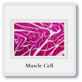 Cells
