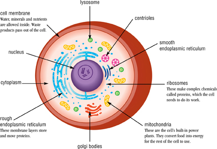 Cells