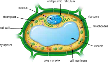 Cells