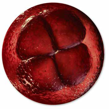 Cells