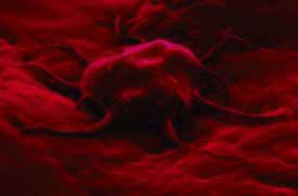 Cells