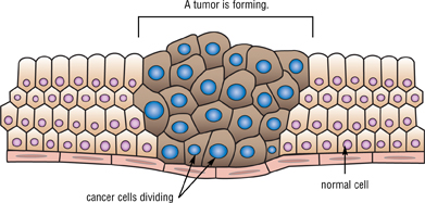Cells