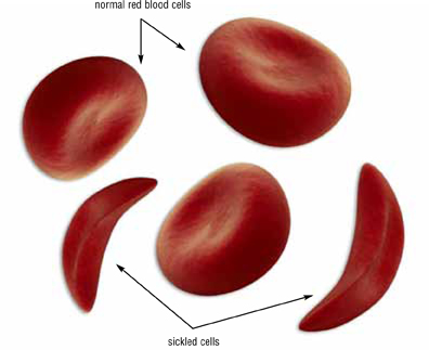 Cells