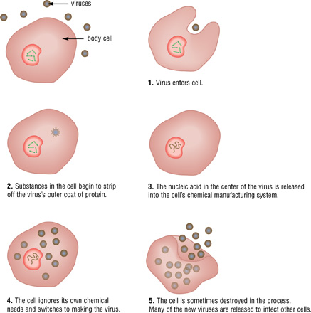 Cells