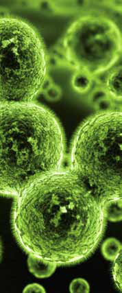 Cells