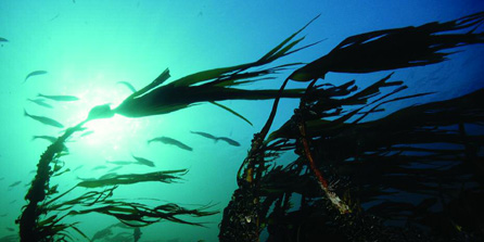 Food Chains and Webs