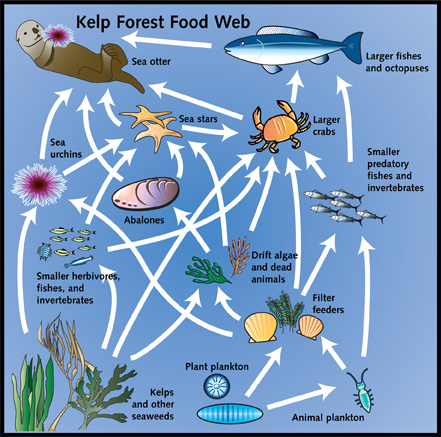 Food Chains and Webs