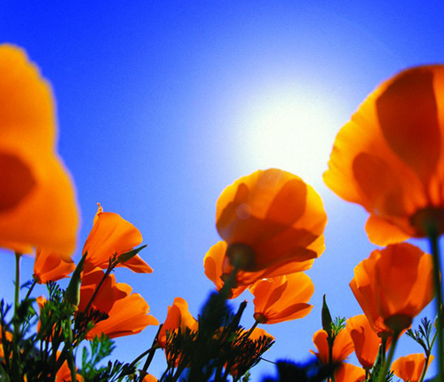 Food from the Sun