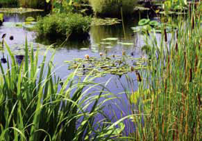 Restoring Wetlands