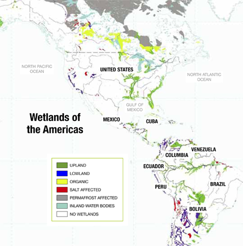 Restoring Wetlands