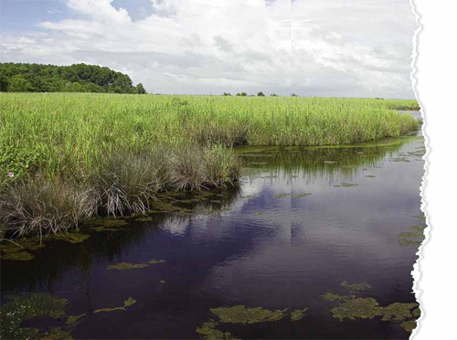 Restoring Wetlands