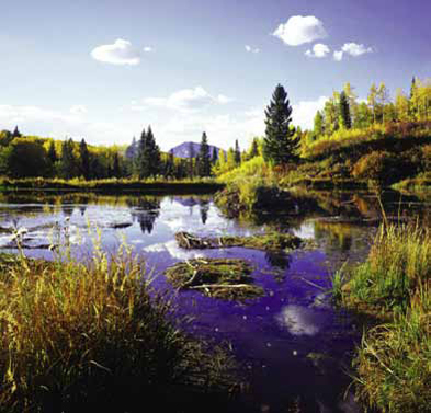 Restoring Wetlands