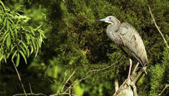 Restoring Wetlands