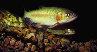 Restoring Wetlands
