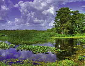 Restoring Wetlands
