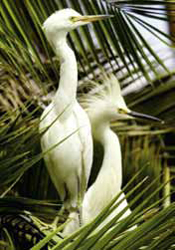 Restoring Wetlands