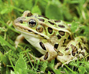 Restoring Wetlands