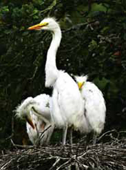 Restoring Wetlands
