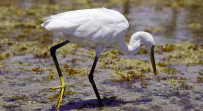 Restoring Wetlands