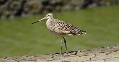 Restoring Wetlands
