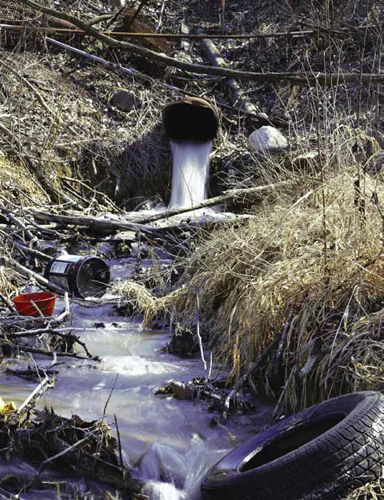 Restoring Wetlands