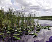 Restoring Wetlands