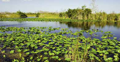 Restoring Wetlands