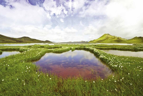 Restoring Wetlands