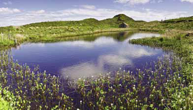 Restoring Wetlands